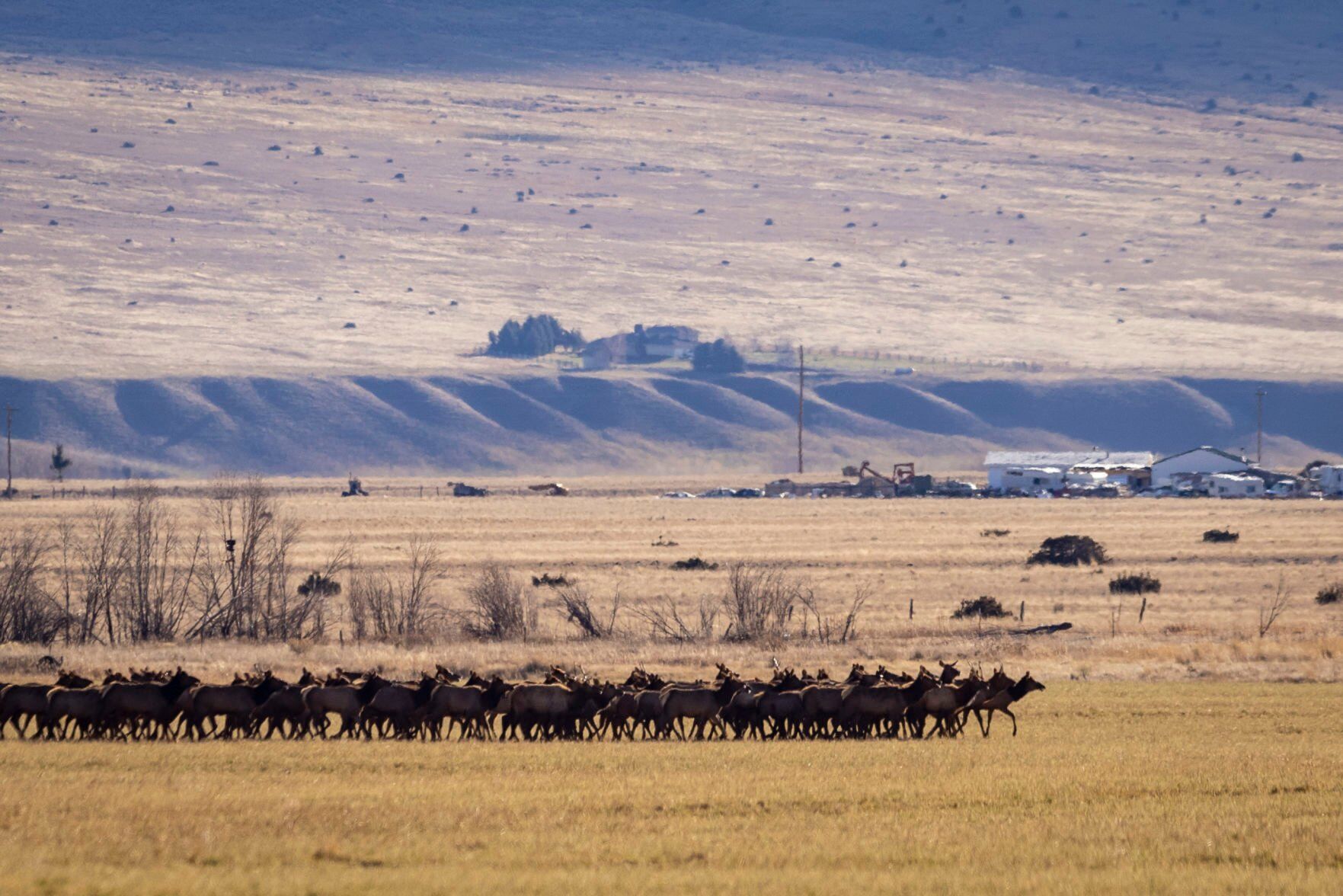 Elk herd